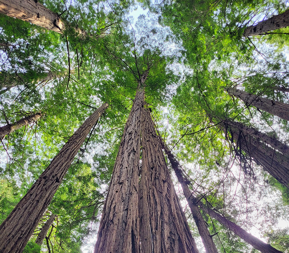 LSS_About_Us_Environment Protecting the environment is essential to the business of ATS
